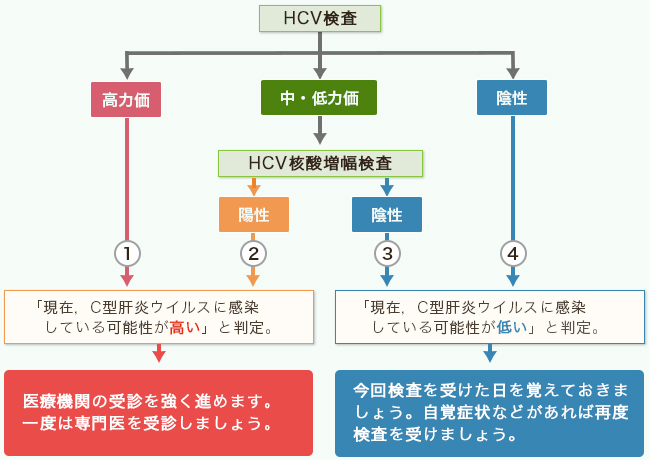 HCV抗体検査で「高力価」、またHCV核酸増幅検査で「陽性」と判定された場合には、C型肝炎ウイルスに感染している可能性が高いので医療機関で専門医師の受診をしましょう