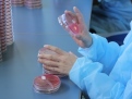 食品取扱者等の腸内細菌検査（検便）